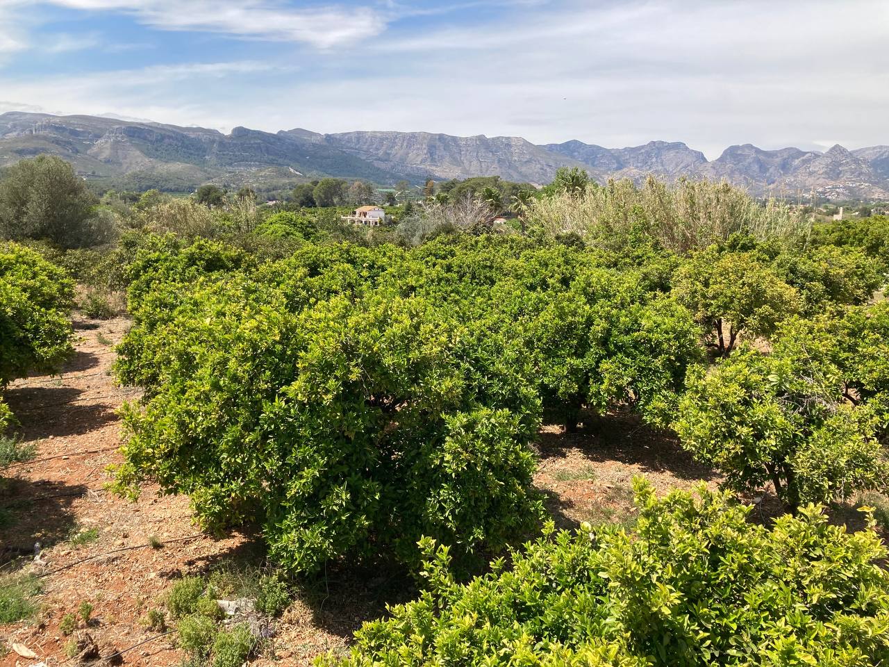 Barranc del Jabalí, bosque de alimentos y permaculura en marxuquera Palma de Gandia