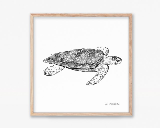 Cuadro con la ilustración de una tortuga marina boba (caretta caretta). Print animales marinos en peligro de extinción. Mediterráneo, atlántico